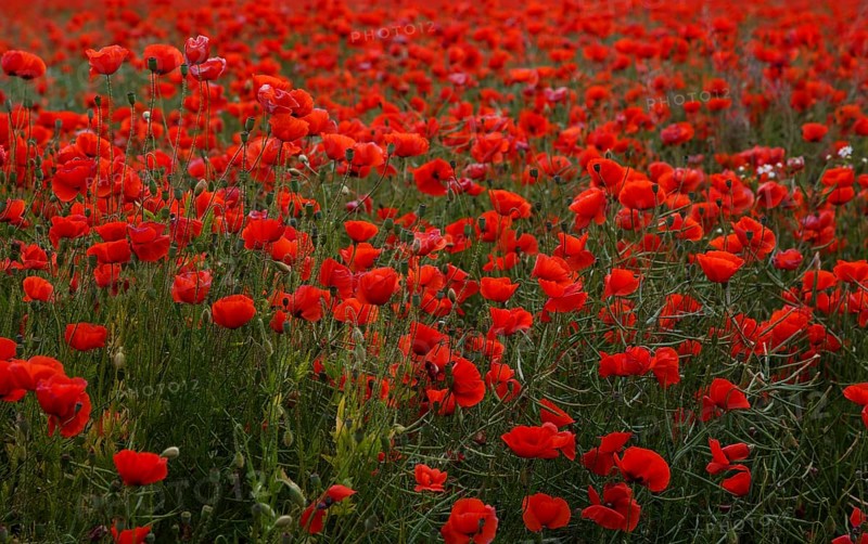 Poppy field in full bloom