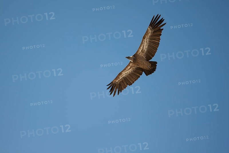 Griffon Vulture (Gyps fulvus) in flight