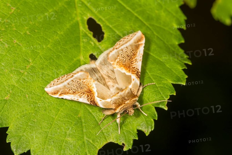 Buff Arches moth (Habrosyne pyritoides)