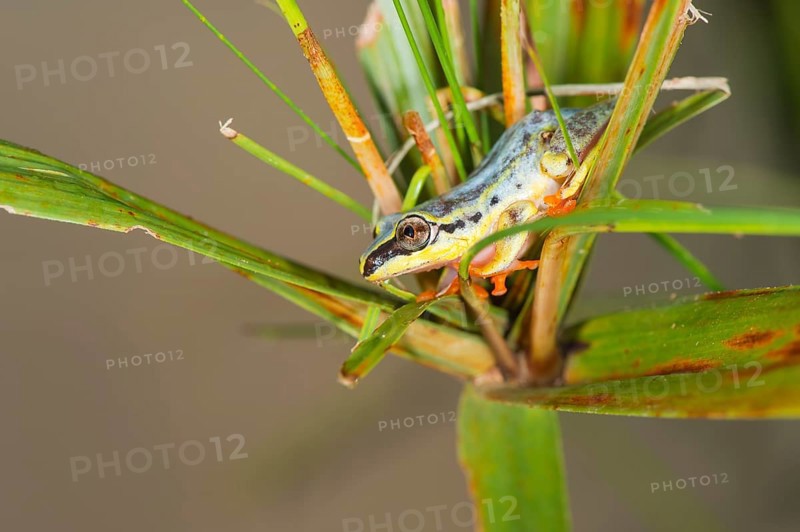 Blue-back Reed Frog (Heterixalus madagascariensis)