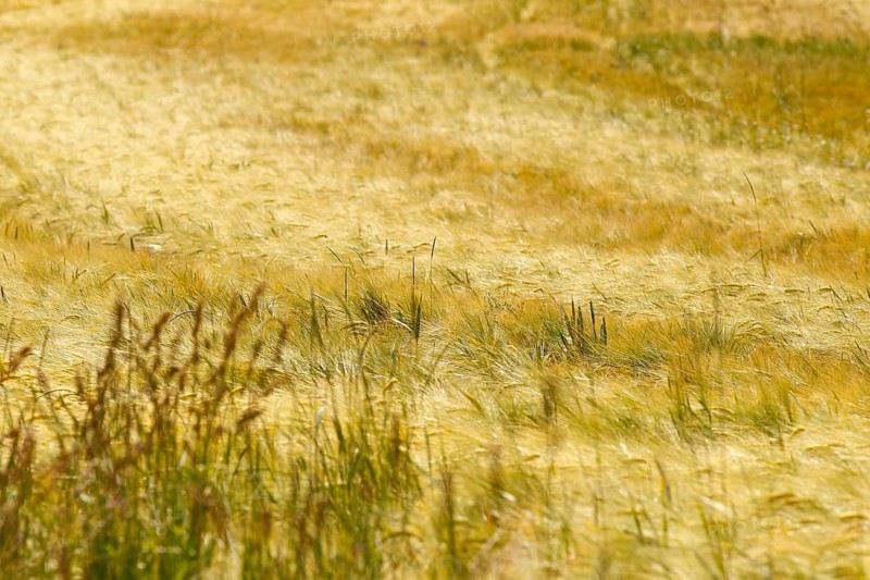 Cornfield