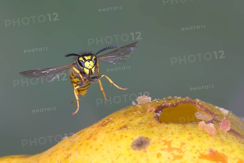 German wasp (Vespula germanica) flies on a pear