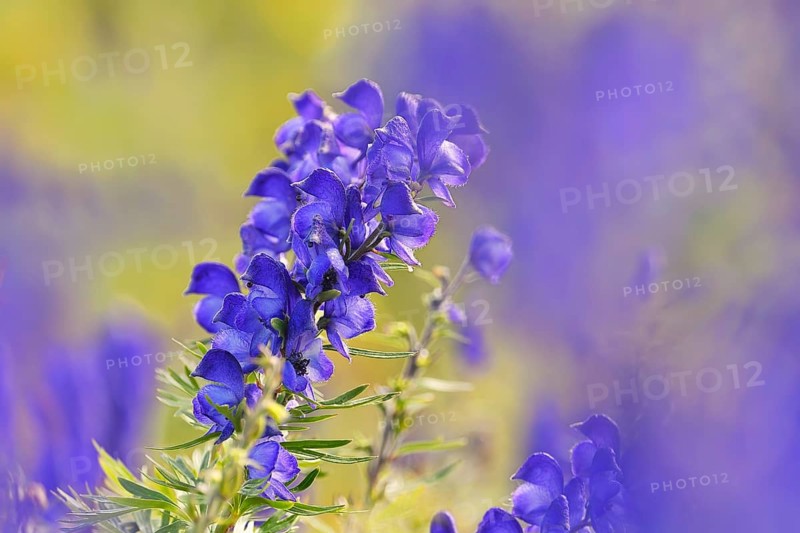 Monkshood (Aconitum napellus)