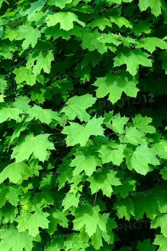 Green leaves of a Norway maple (Acer platanoides) in summer