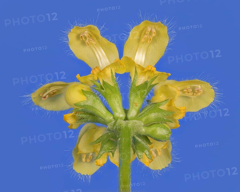 Yellow archangel (Lamium galeobdolon) against a blue background