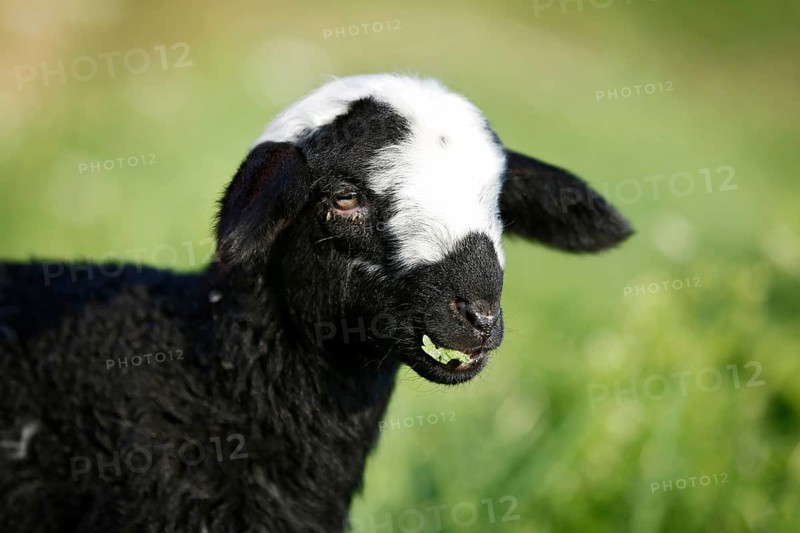 Black and white lamb grazing in a meadow