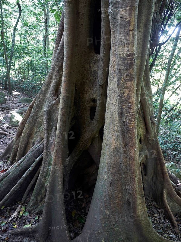 Strangler Fig (Ficus) wrapped around a host tree