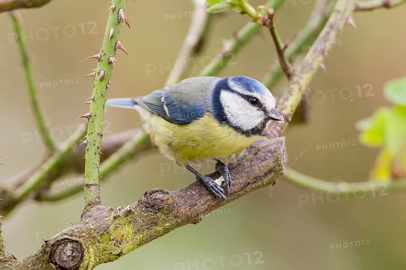 Blue Tit (Cyanistes caeruleus syn Parus caeruleus)