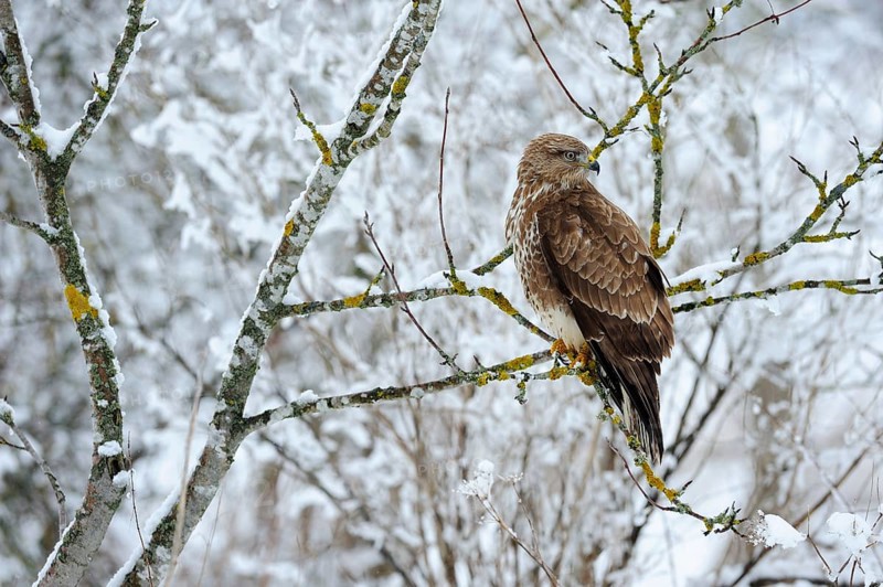 Common Buzzard (Buteo buteo) perched on a vantage point in a snow-covered Mountain Ash (Sorbus aucuparia)