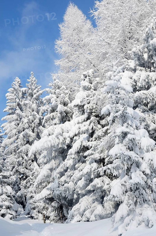 Snow-covered spruce trees (Picea abies) and larch trees (Laryx decidua)