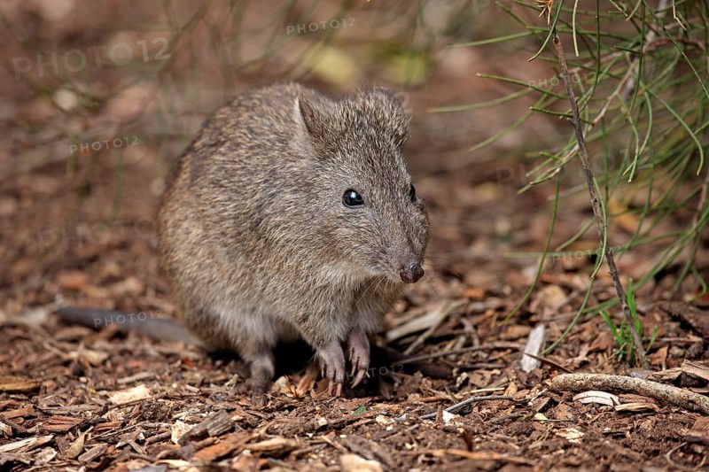 Long-nosed potoroo (Potorous tridactylus) adult