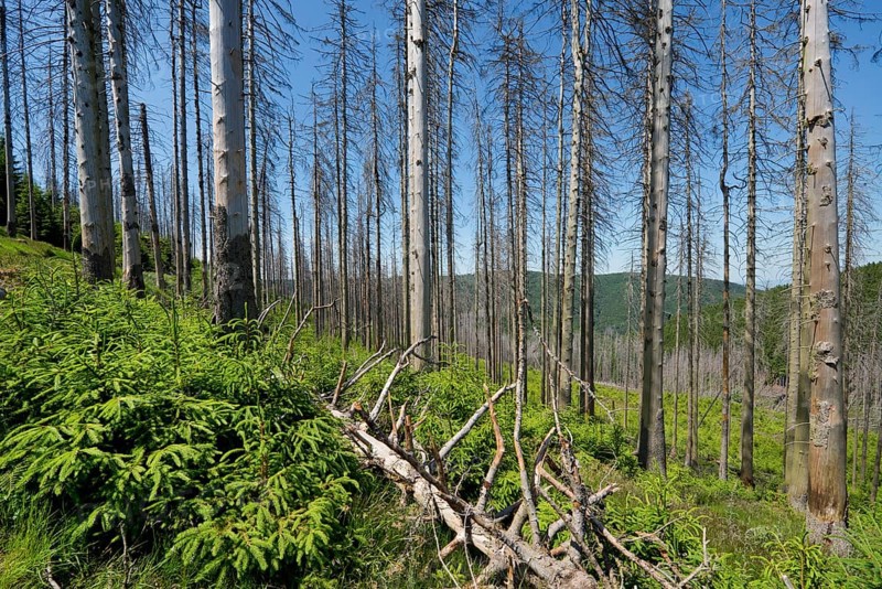 Dead spruce (Picea abies) infected and damaged by the European spruce bark beetle (Ips typographus) and young regrowing forest