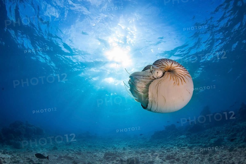 Nautilus (Nautilus belauensis)