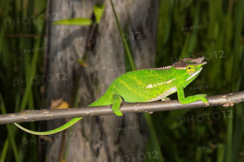 Canopy Chameleon (Furcifer willsii)