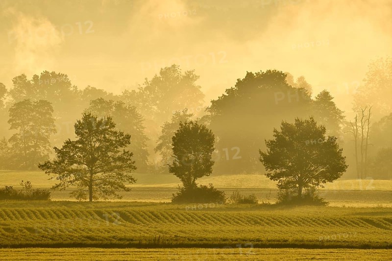 Meadows and trees in early fog