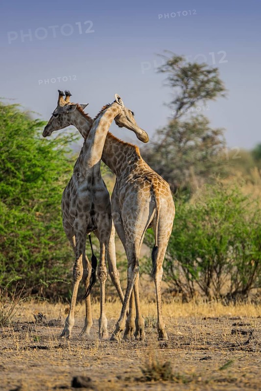 Angolan Giraffes (Giraffa camelopardalis angolensis)