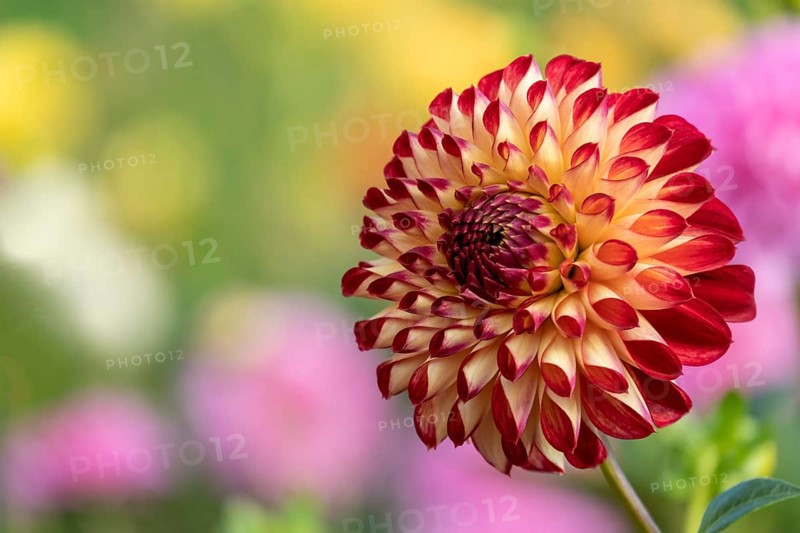 GardenDahlia (Dahlia)