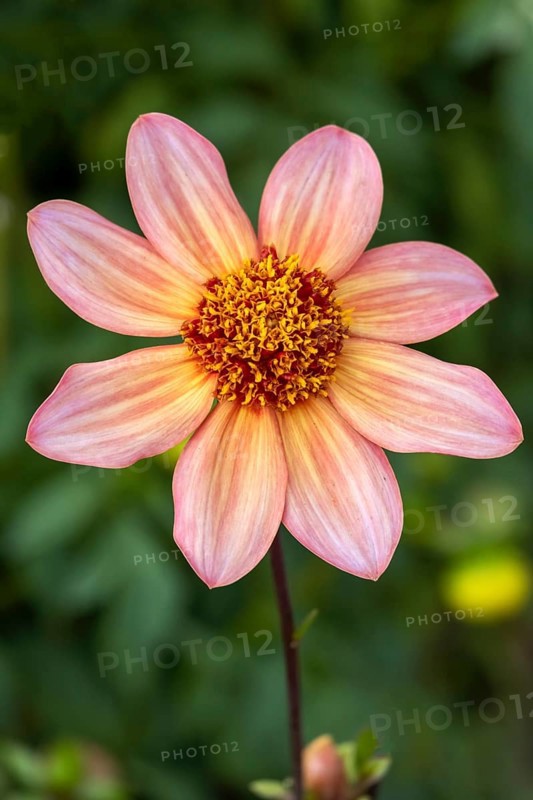 GartenDahlia (Dahlia)