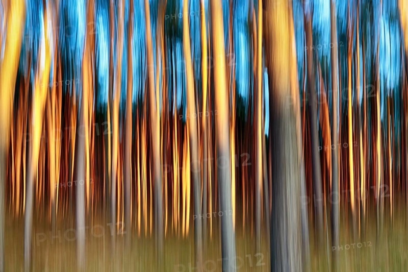 Pine forest (Pinus sylvestris)