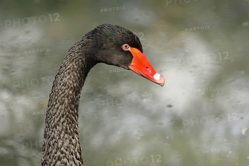 Black swan (Cygnus atratus)