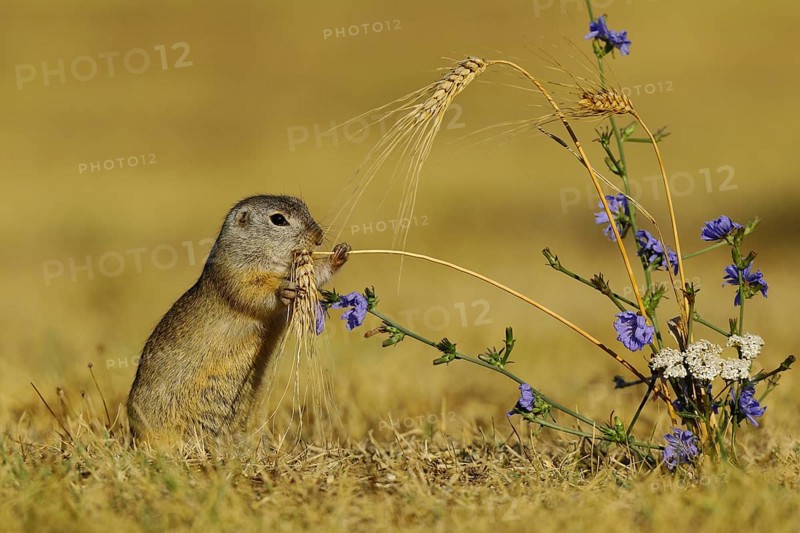 European Suslik (Spermophilus citellus) feeding a barley ferry