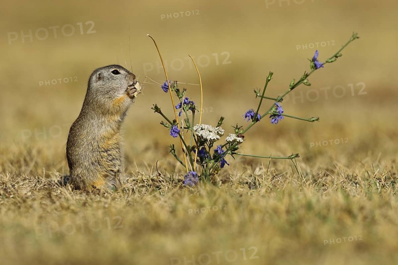 European Suslik (Spermophilus citellus) feeding a barley ferry