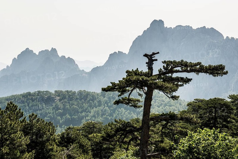 Mountain massif with rocky peaks and pines