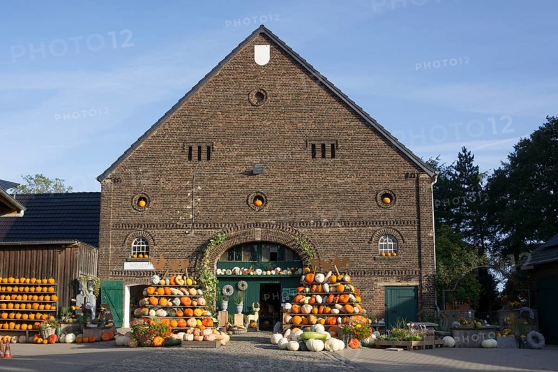 Pumpkins for sale