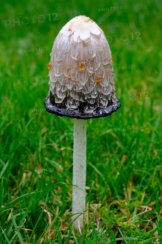 Shaggy ink cap (Coprinus comatus)