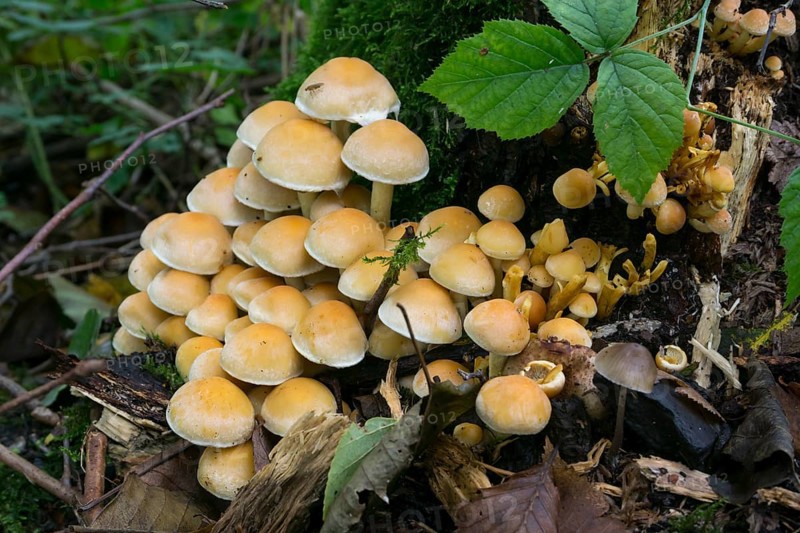 Smoke-leaved sulphur head (Hypholoma Lapnoides)