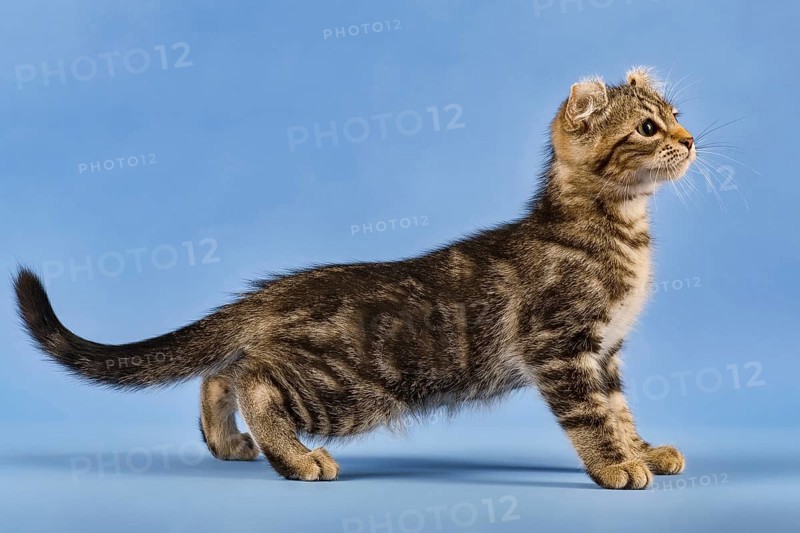 Breedcat American Curl (Felis silvestris catus)