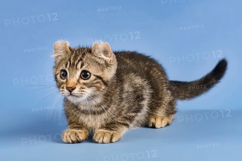 Breedcat American Curl (Felis silvestris catus)