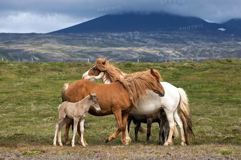 Icelandic horses (Equus islandicus)