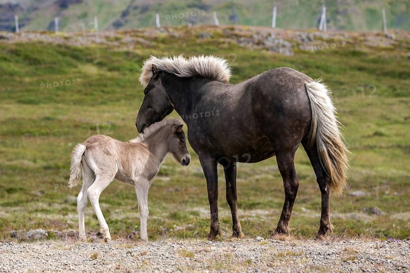 Icelandic horses (Equus islandicus)