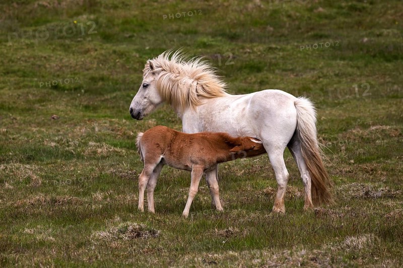 Icelandic horses (Equus islandicus)