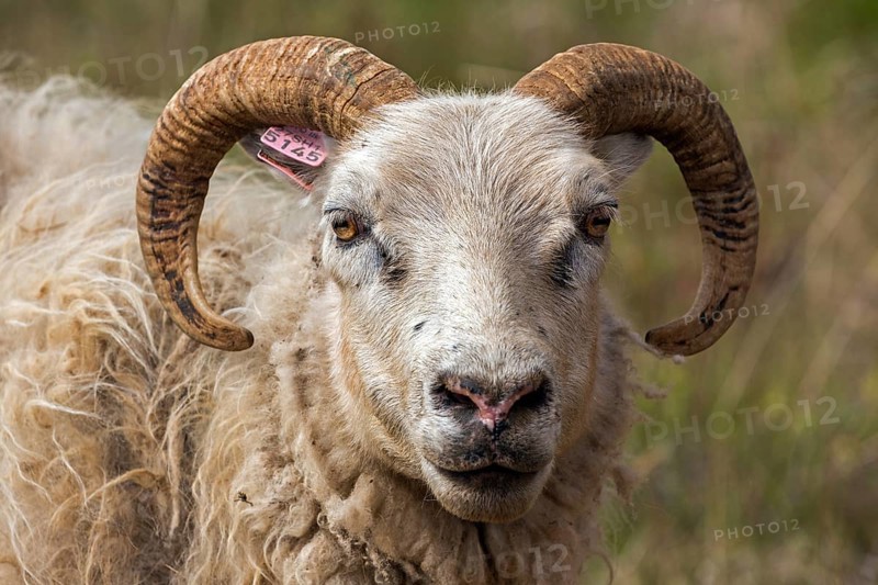 Icelandic sheep (Ovis)