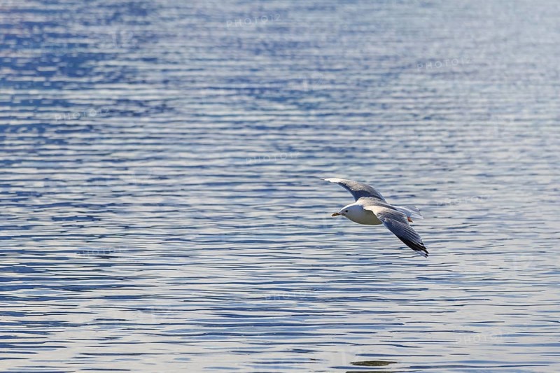 Great black-backed gull (Larus marinus) flying over Fjord
