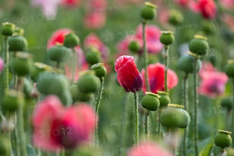 Waldviertler Grey Poppy