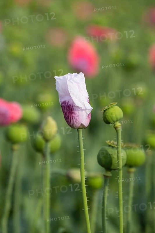Waldviertler Grey Poppy