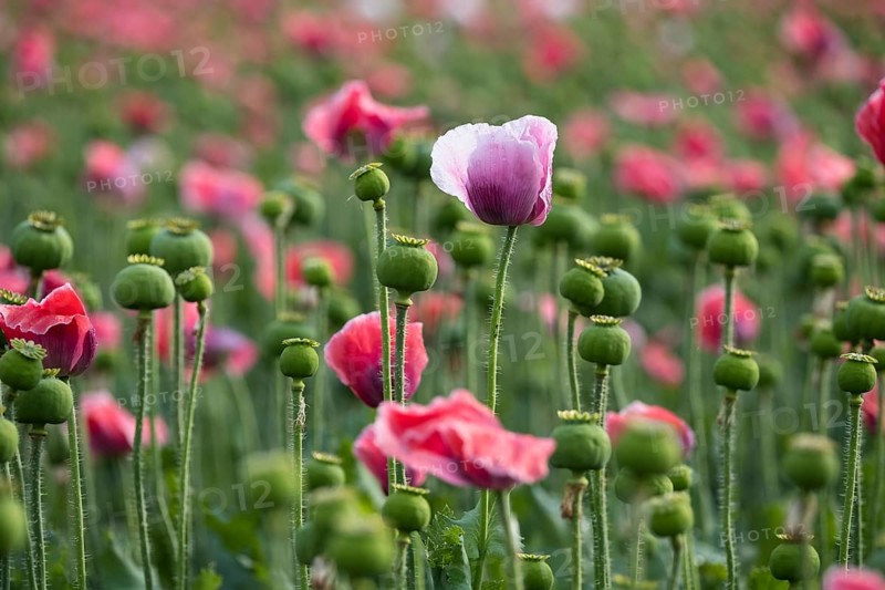 Waldviertler Grey Poppy