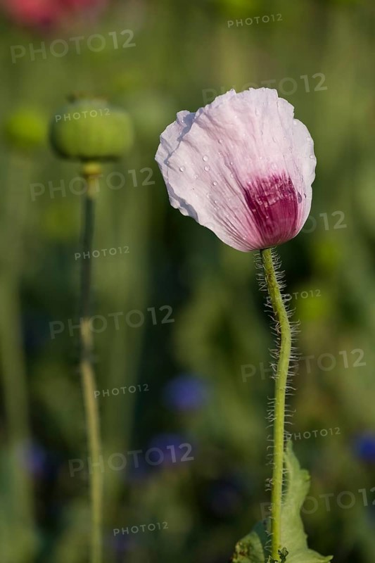 Waldviertler Grey Poppy