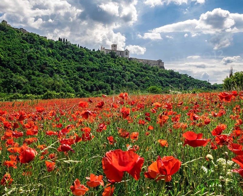 Poppy seed meadow