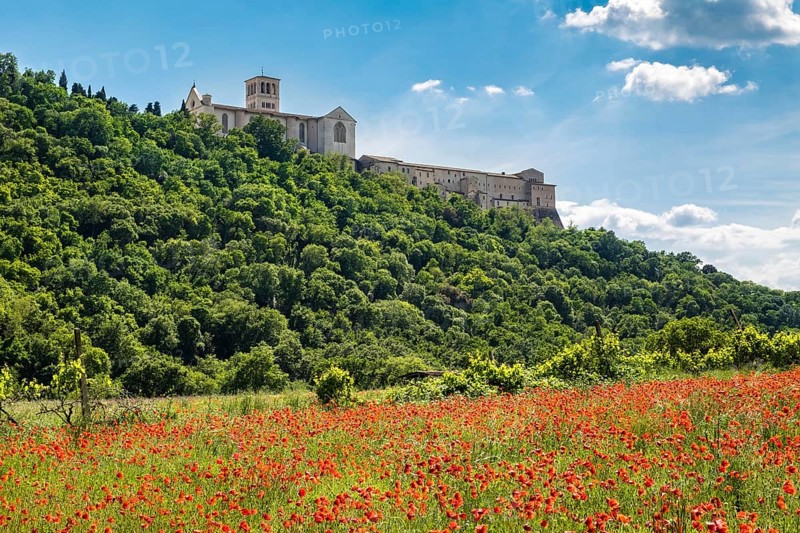 Poppy seed meadow