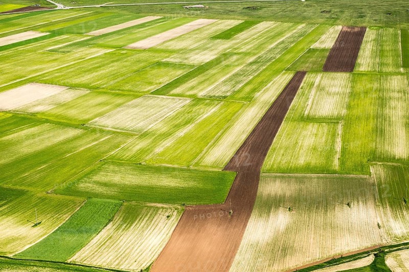 Lentil fields