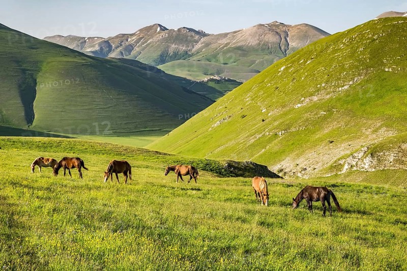 Grazing semi-wild horses