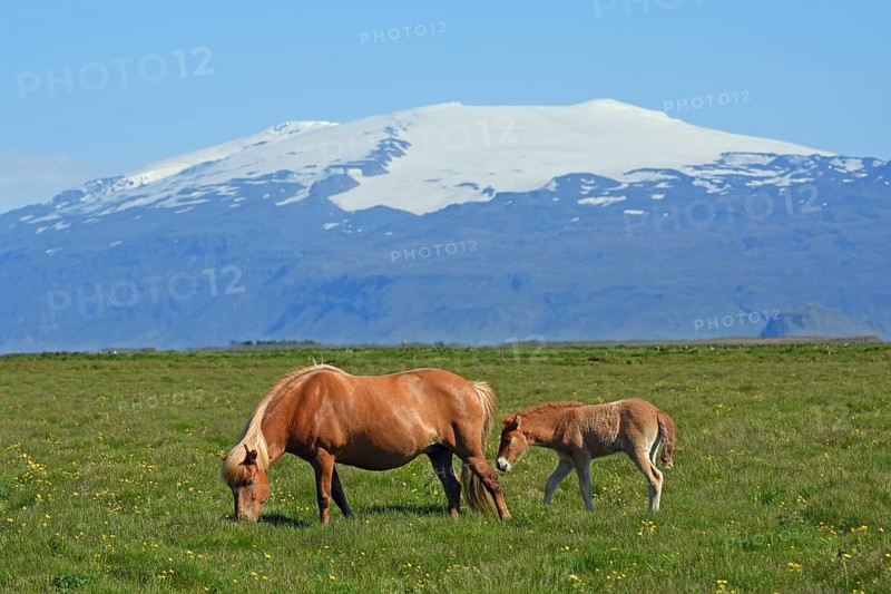 Iceland horse with foal in front of the snow-covered glaciated Eyjafjallajokull volcano