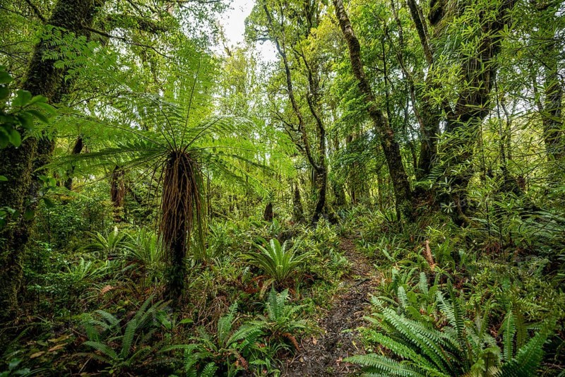 Hiking trail through forest with Tree fern (Cyatheales)