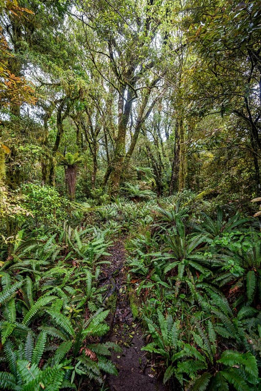 Hiking trail through forest with ferns