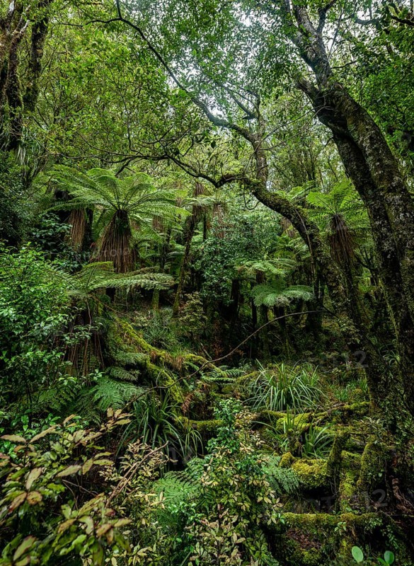 Tree ferns (Cyatheales) in the forest