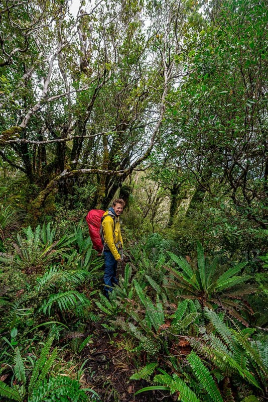 Hiker on hiking trail through rainforest